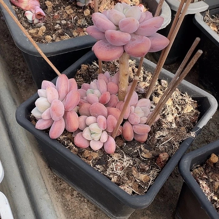 112 多肉不带盆土20包邮发货