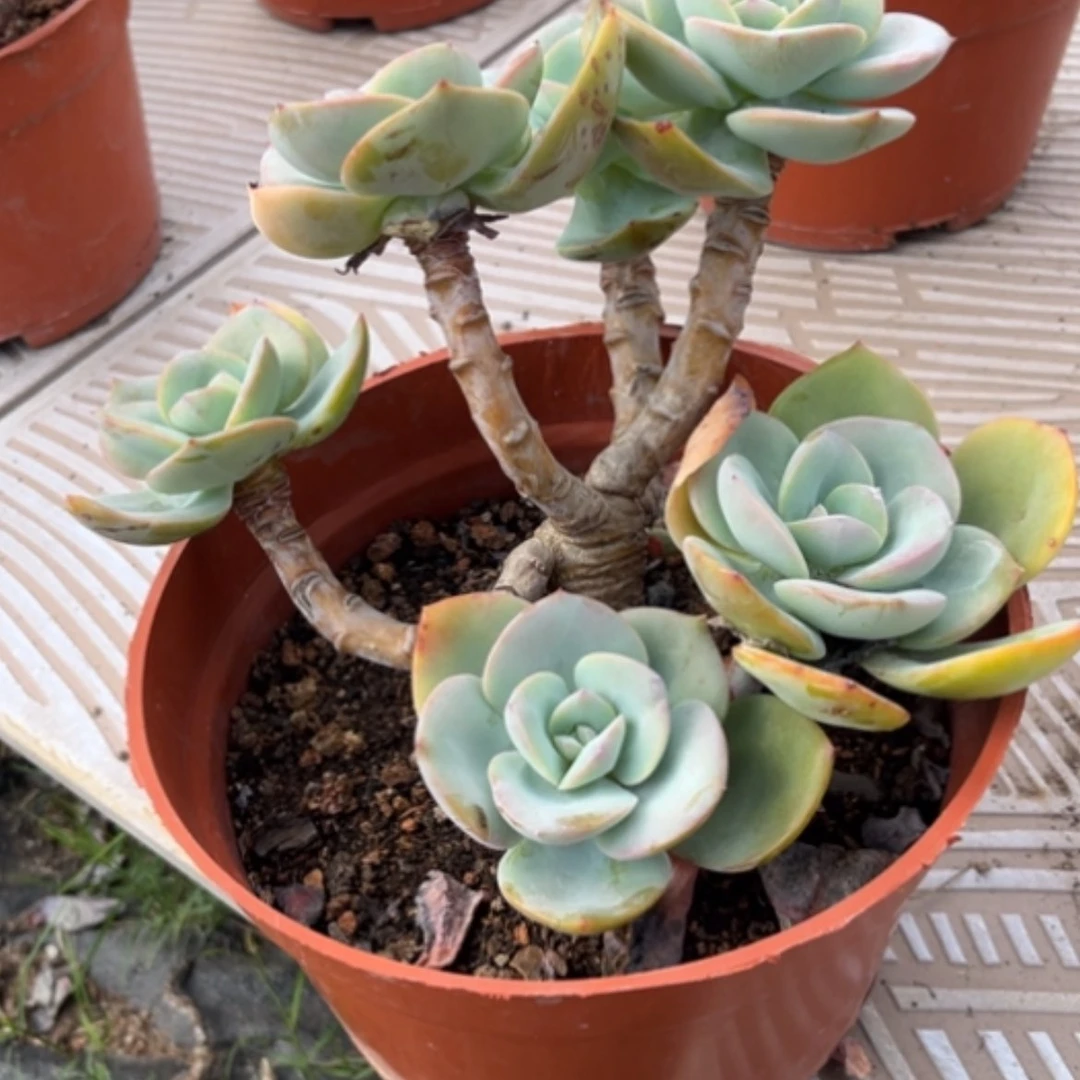 【闪购商品】风*白凤