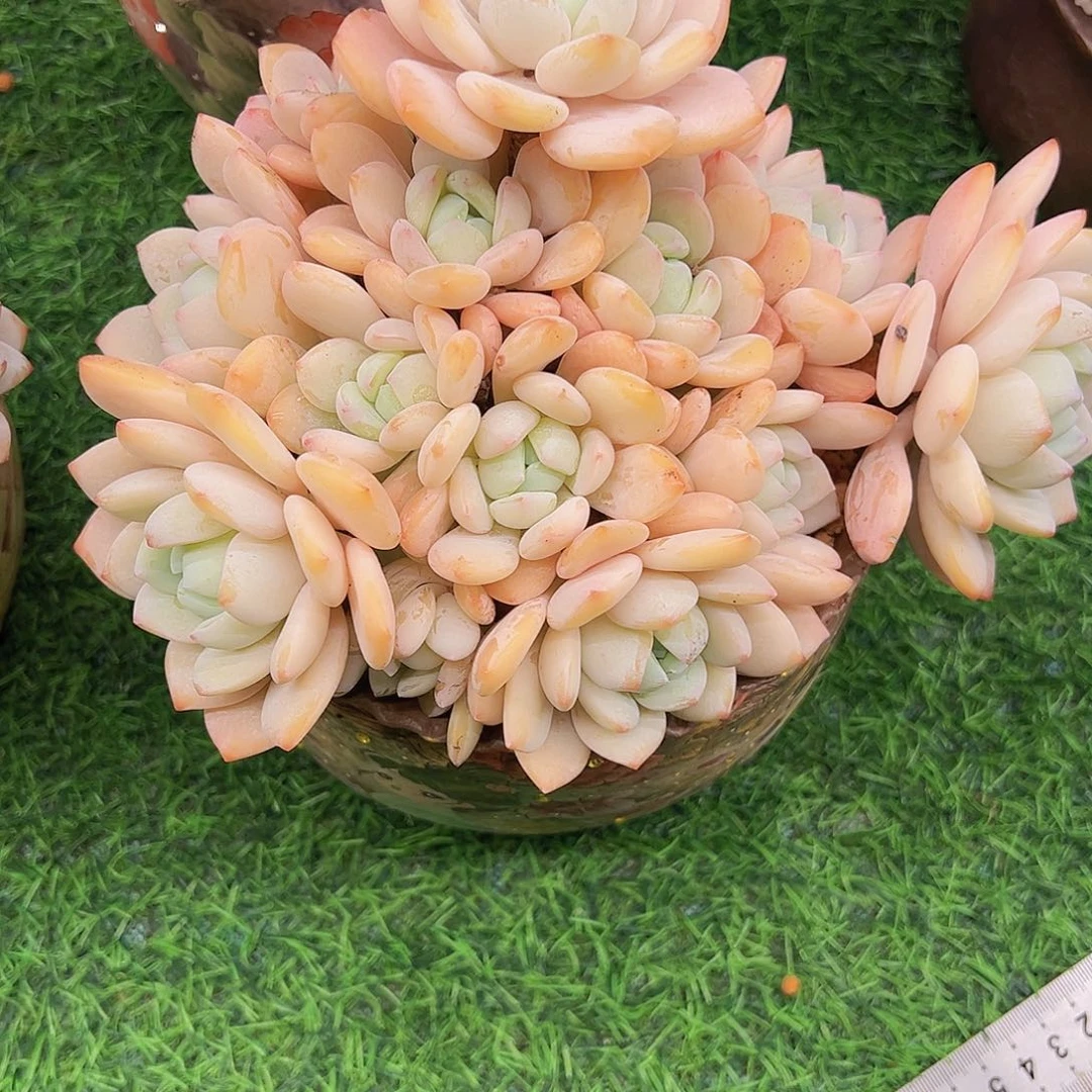 冷香11111111111111111