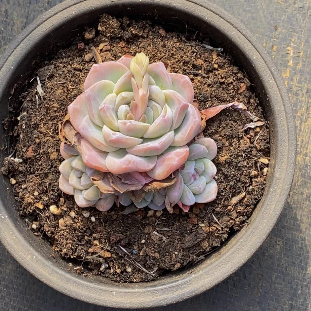 日***心多肉植物一物一拍