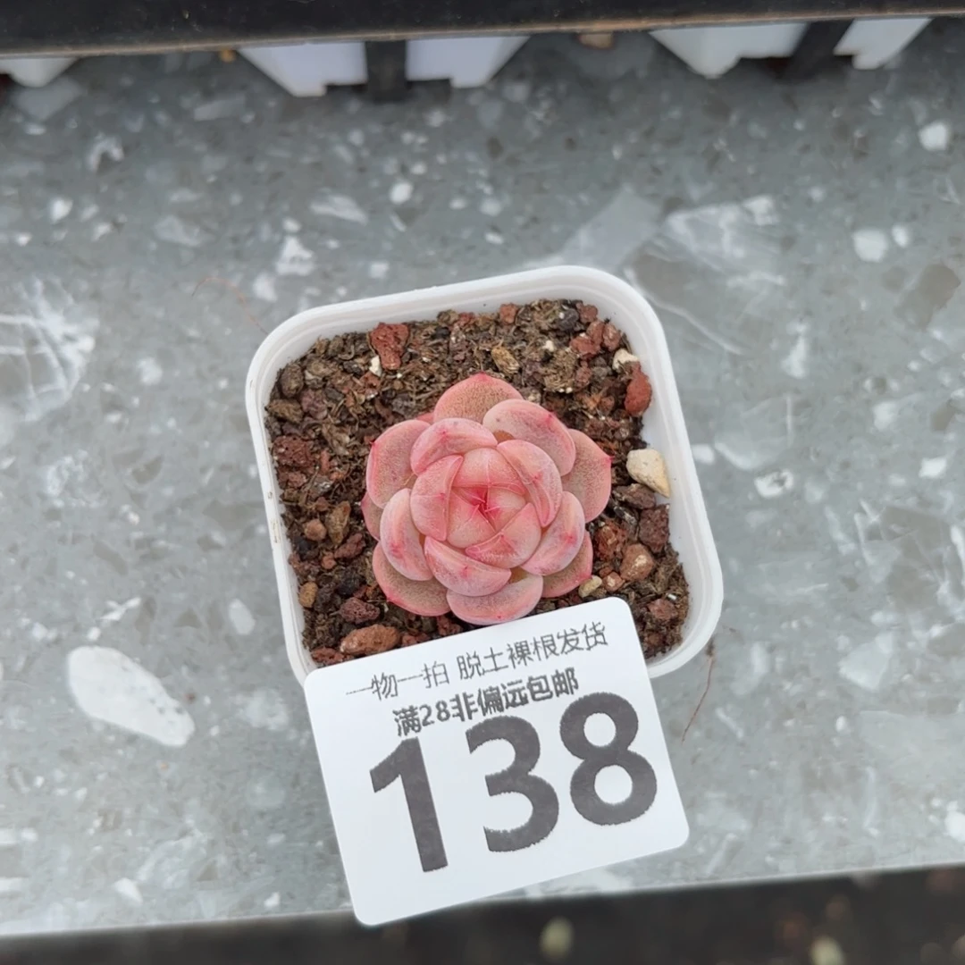 蜜桃甜心单头无盆土发货