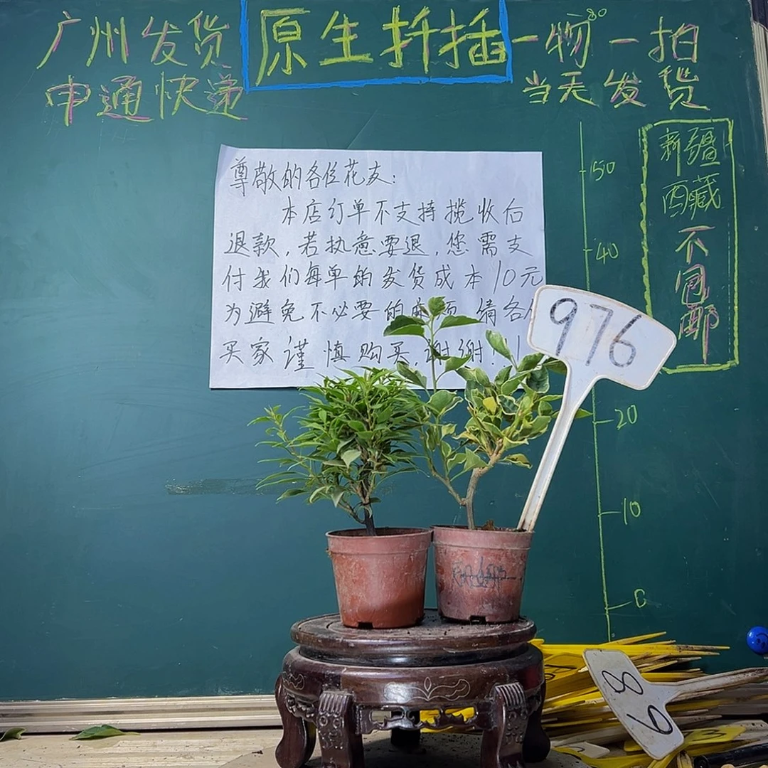 当前无花栽培后可以开花塔紫蝶掌中宝 黄蝶掌中宝976