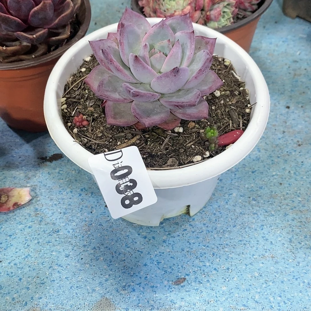 L*y038夜魔侠多肉