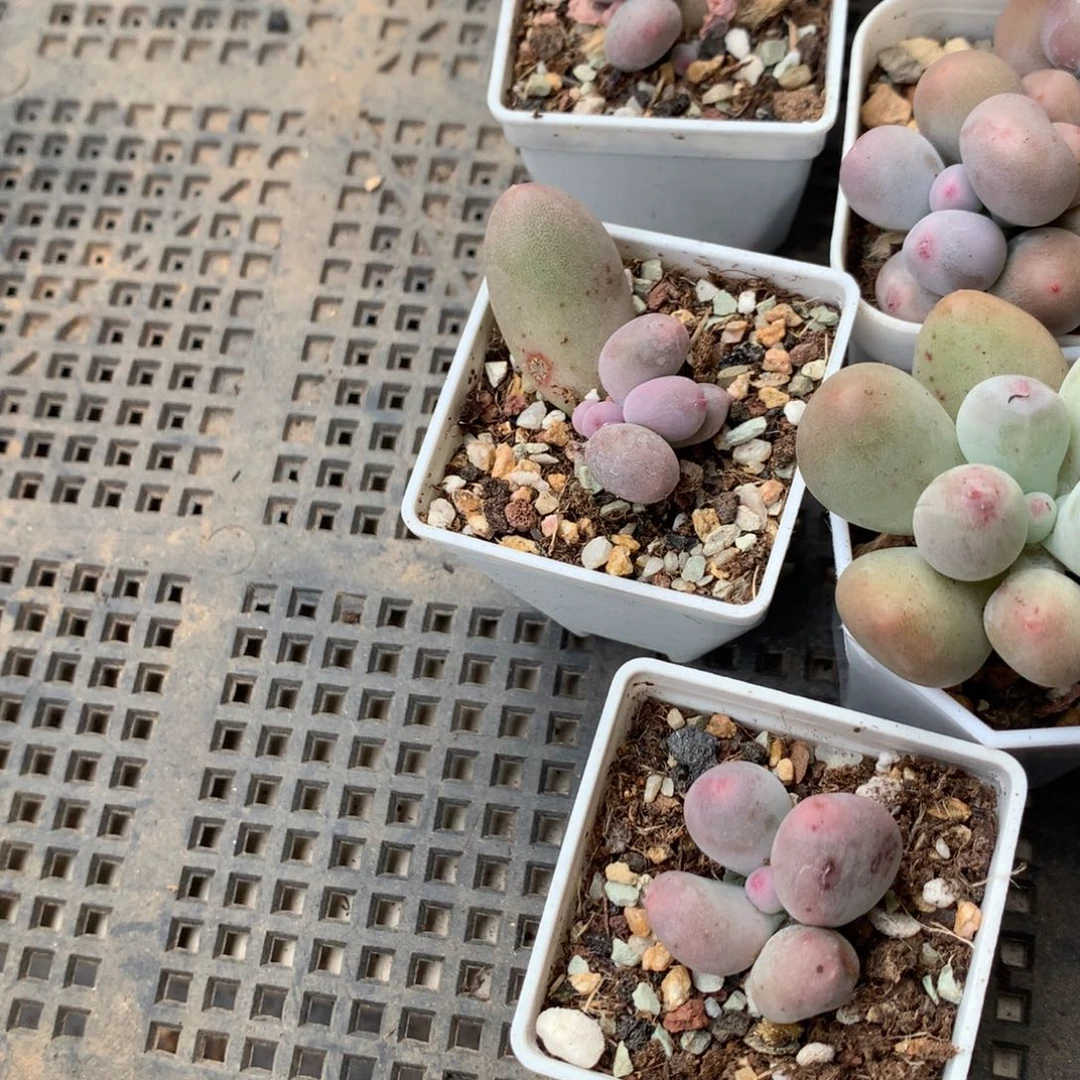 白***猫福袋 10 多肉 灯牌