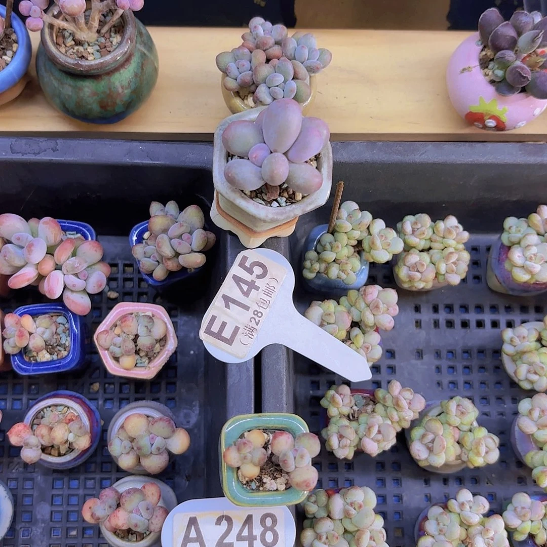 E145芭比奶一物一拍