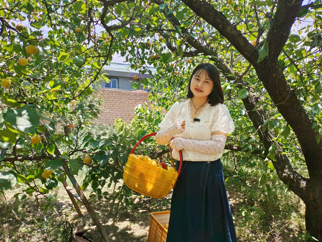 甘肃天水秦安大金杏张公园杏子