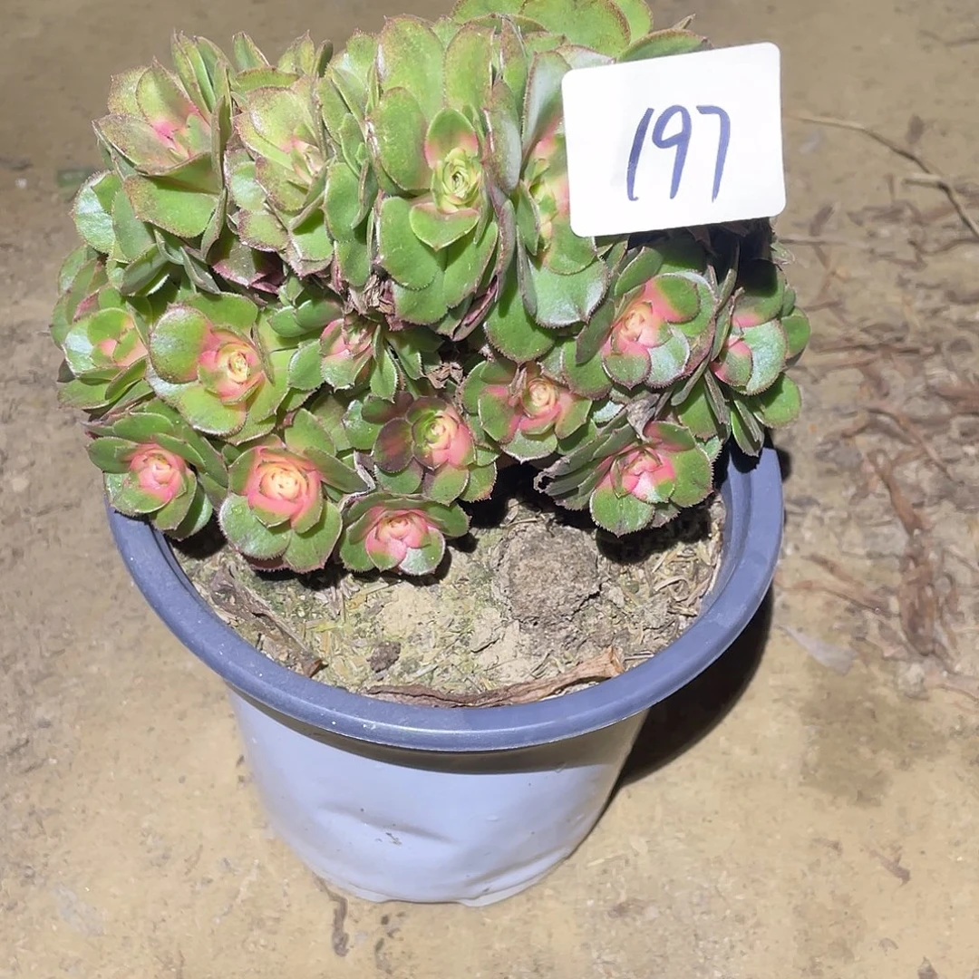 法师植物荔枝法师197