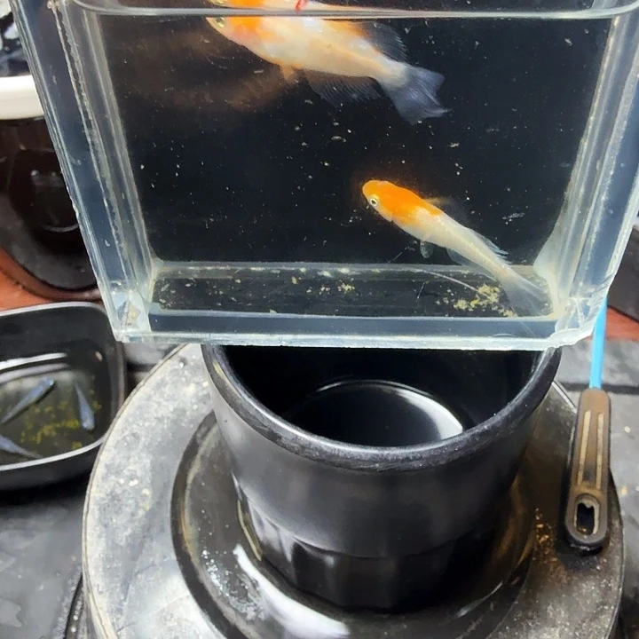 青鳉鱼101号拍品扶桑花