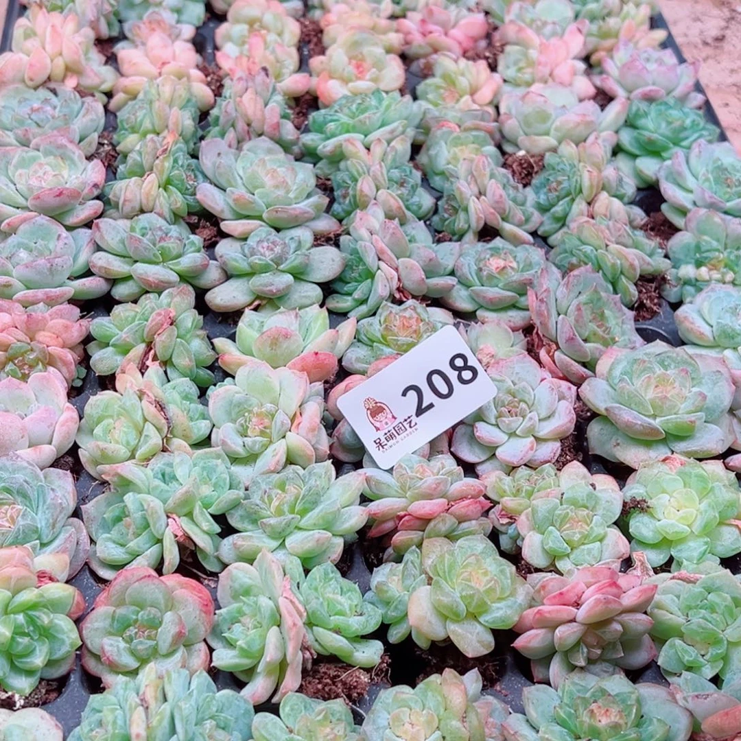 红***衣多肉植物多肉植物