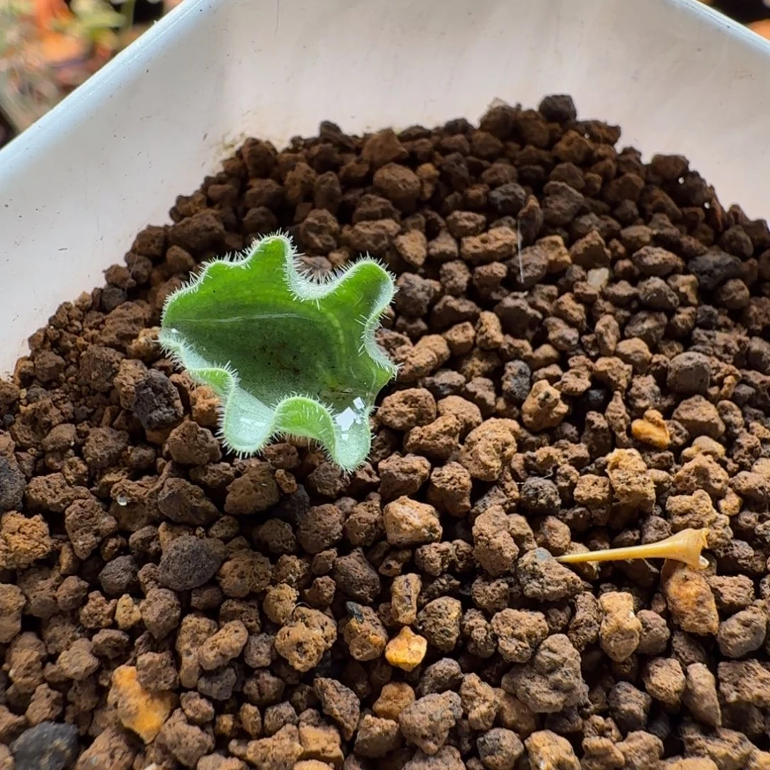 波动雾冰玉025 仙人球