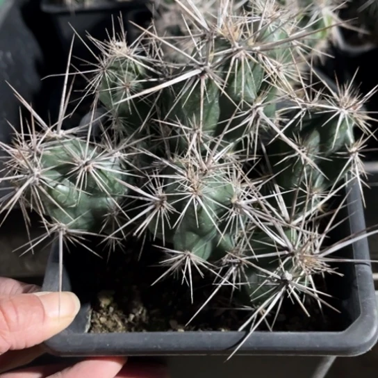 当前无花栽培后可以开花武者团扇