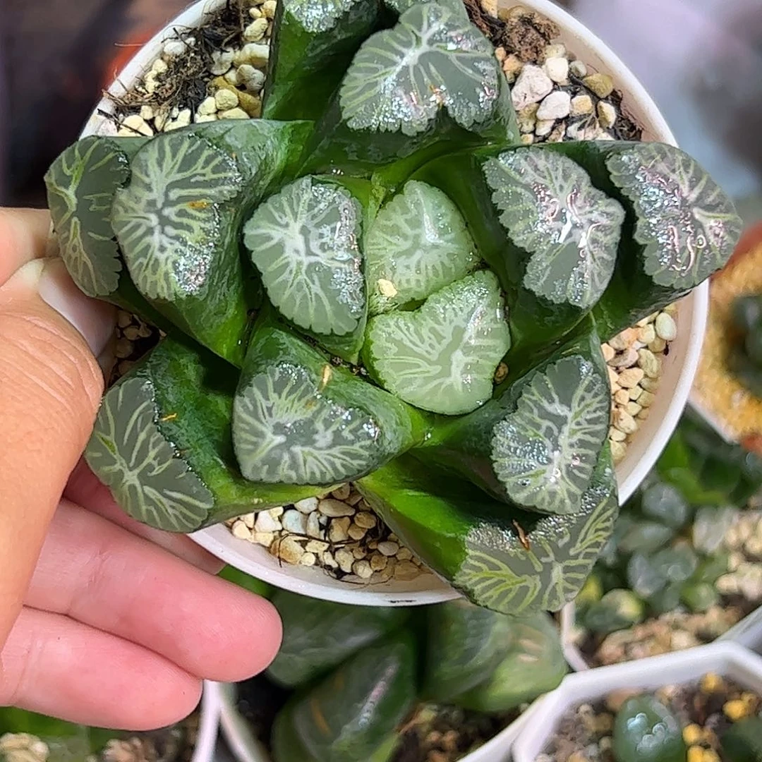 巨花母本十二卷多肉