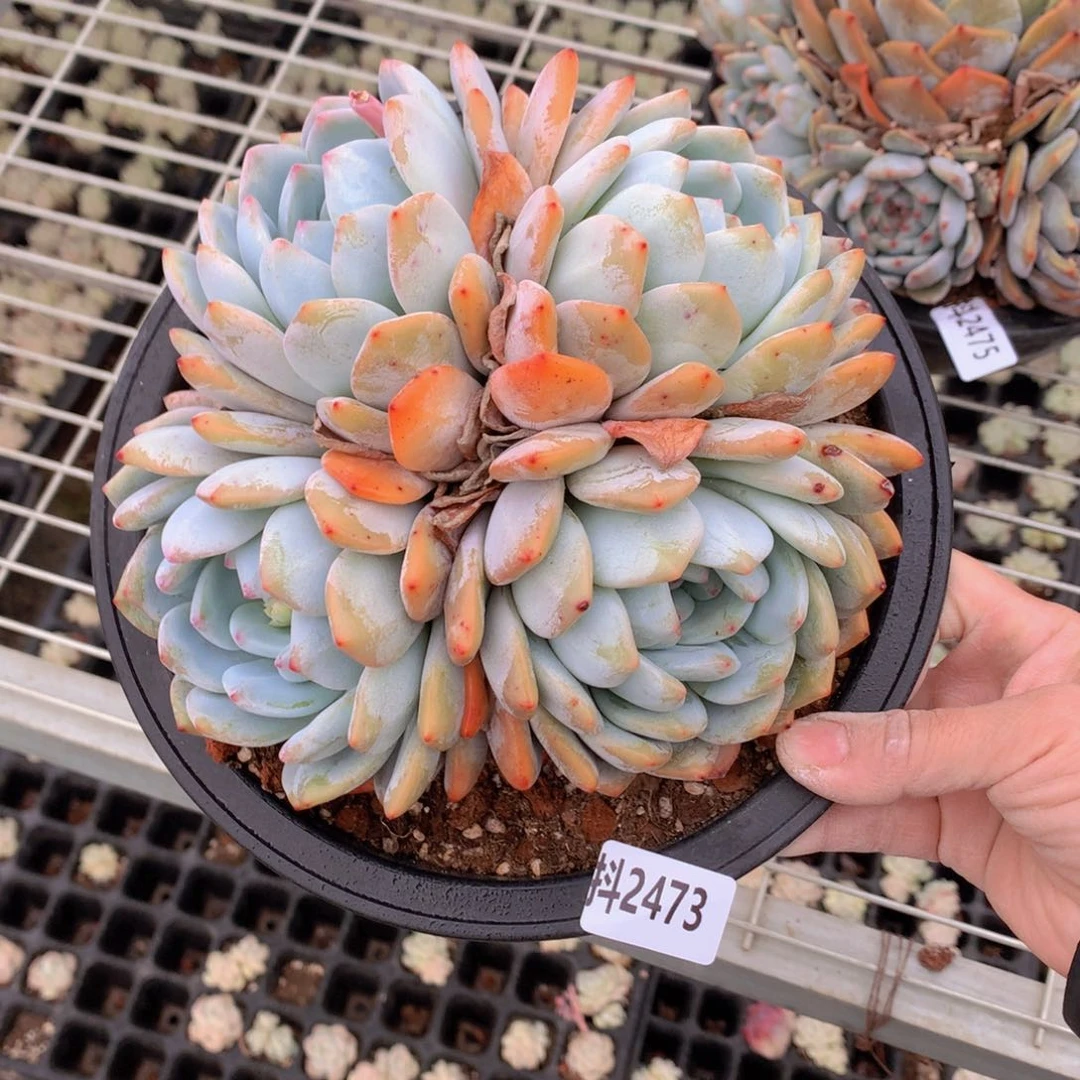 2473多头一个小孩子都要