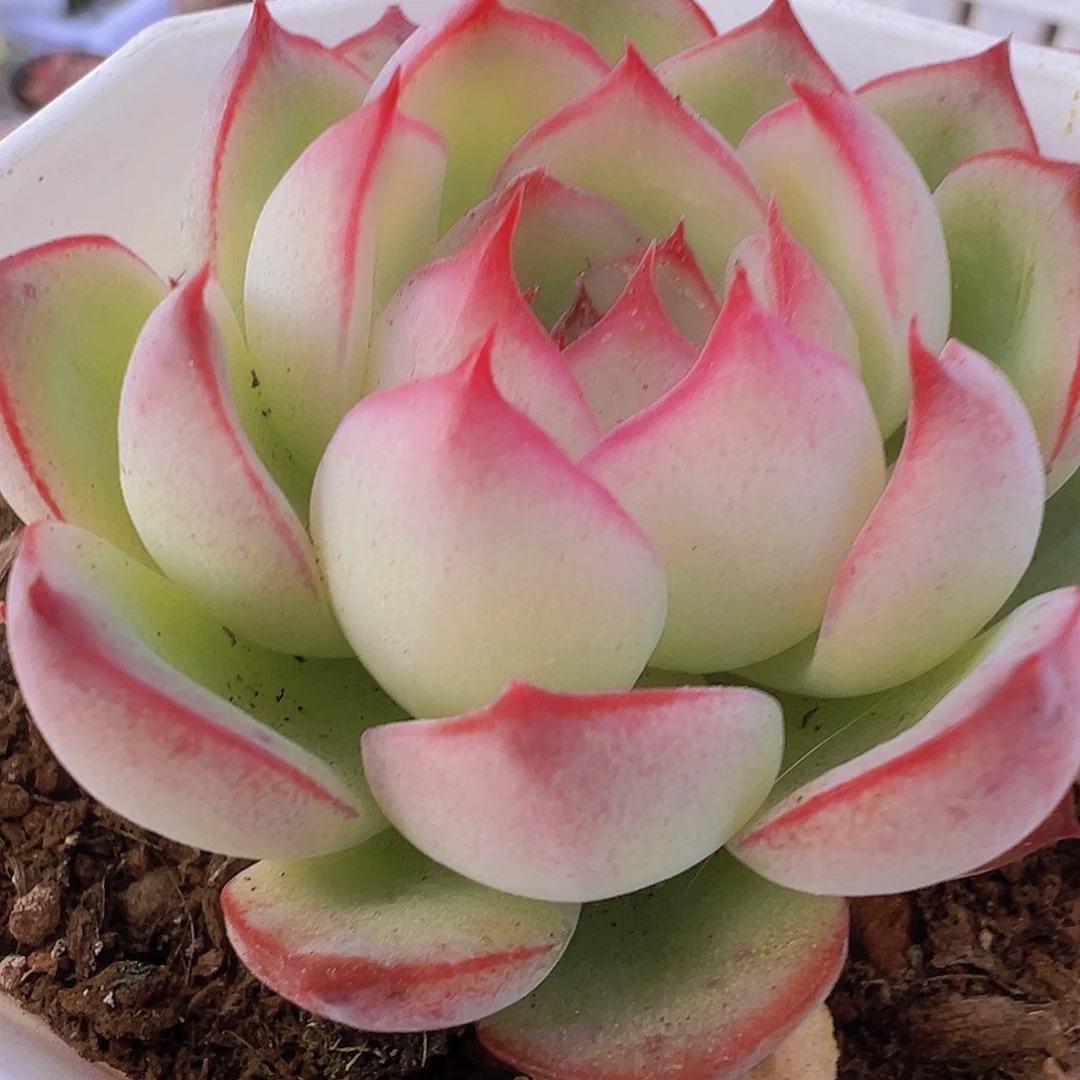 勾魂仙子19包邮多肉植物