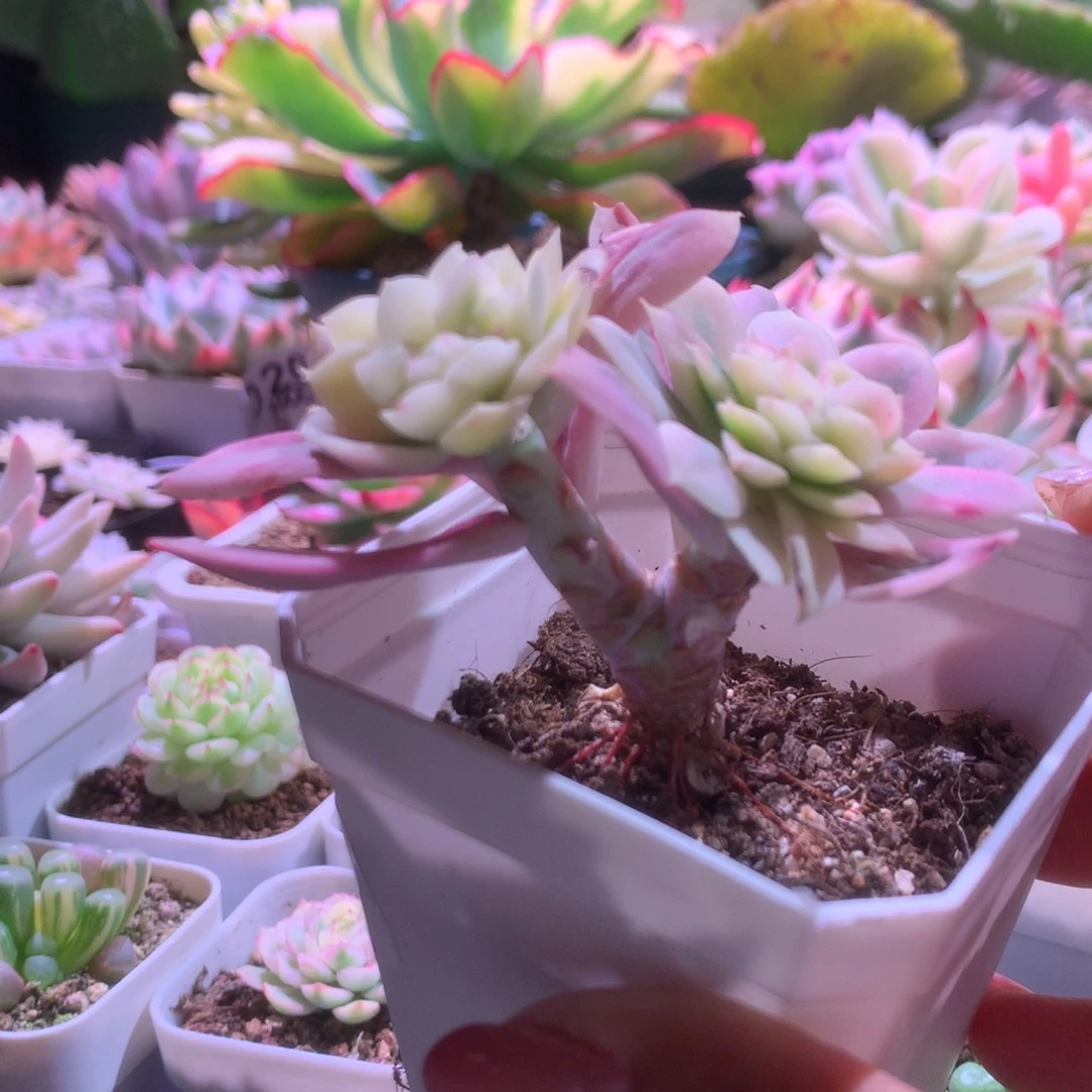 绮罗锦宽覆轮锦有根