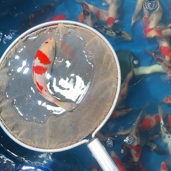 锦鲤锦鲤活鱼开箱包活