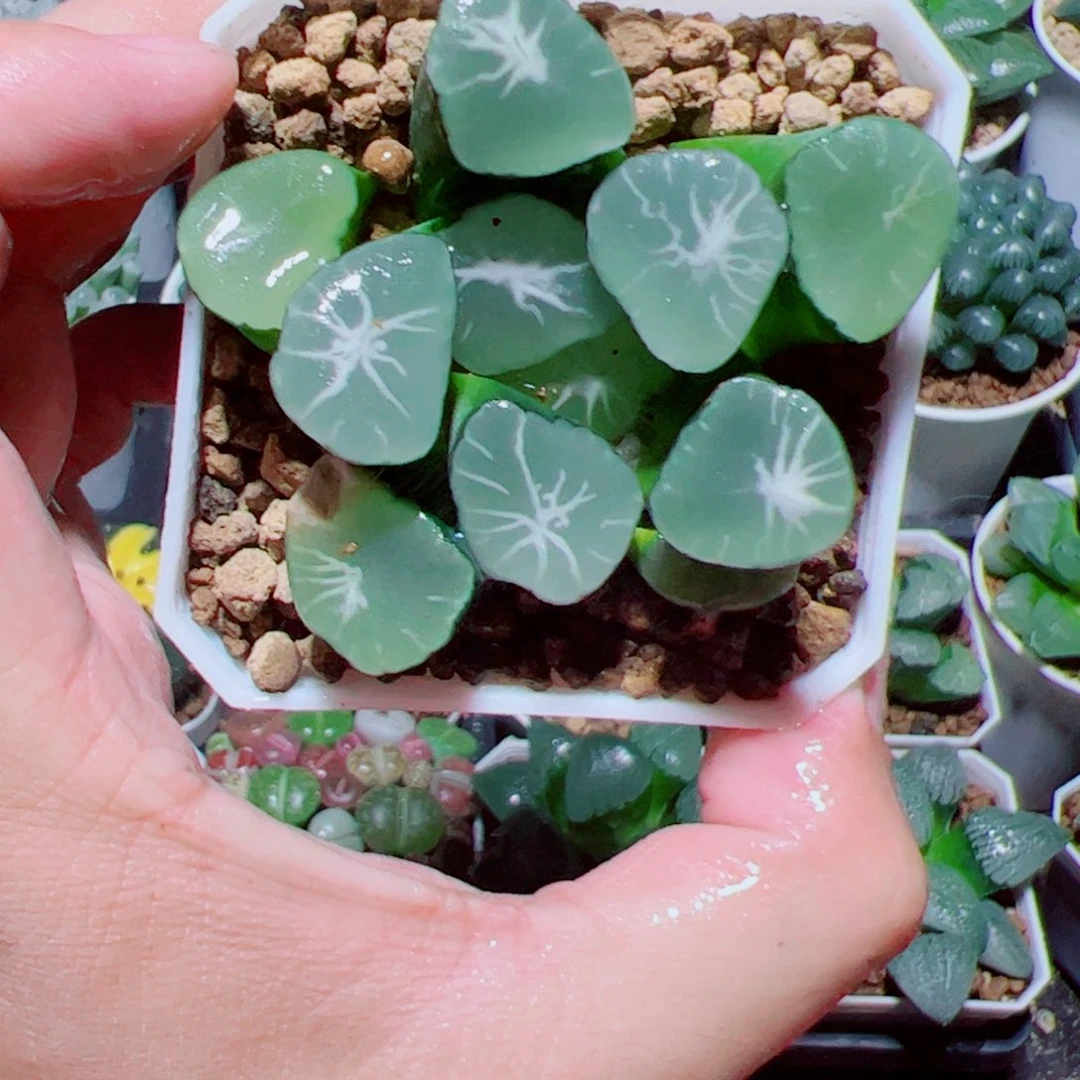 星万象多肉植物阿