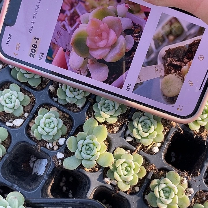 甜心208-1穴盘2颗