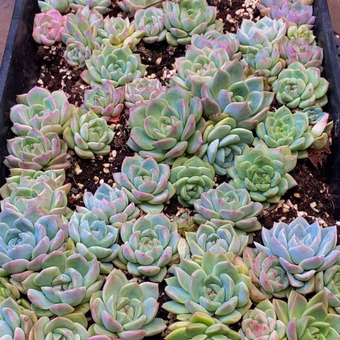 熊***白140多肉植物保护研究所两