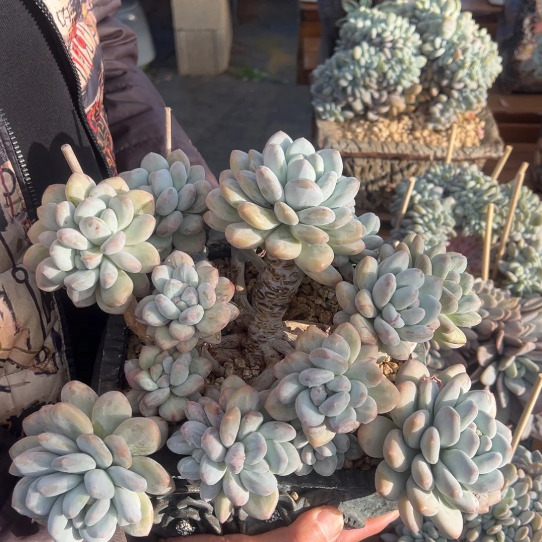 凡***心香水石化30cm，脱土发货。