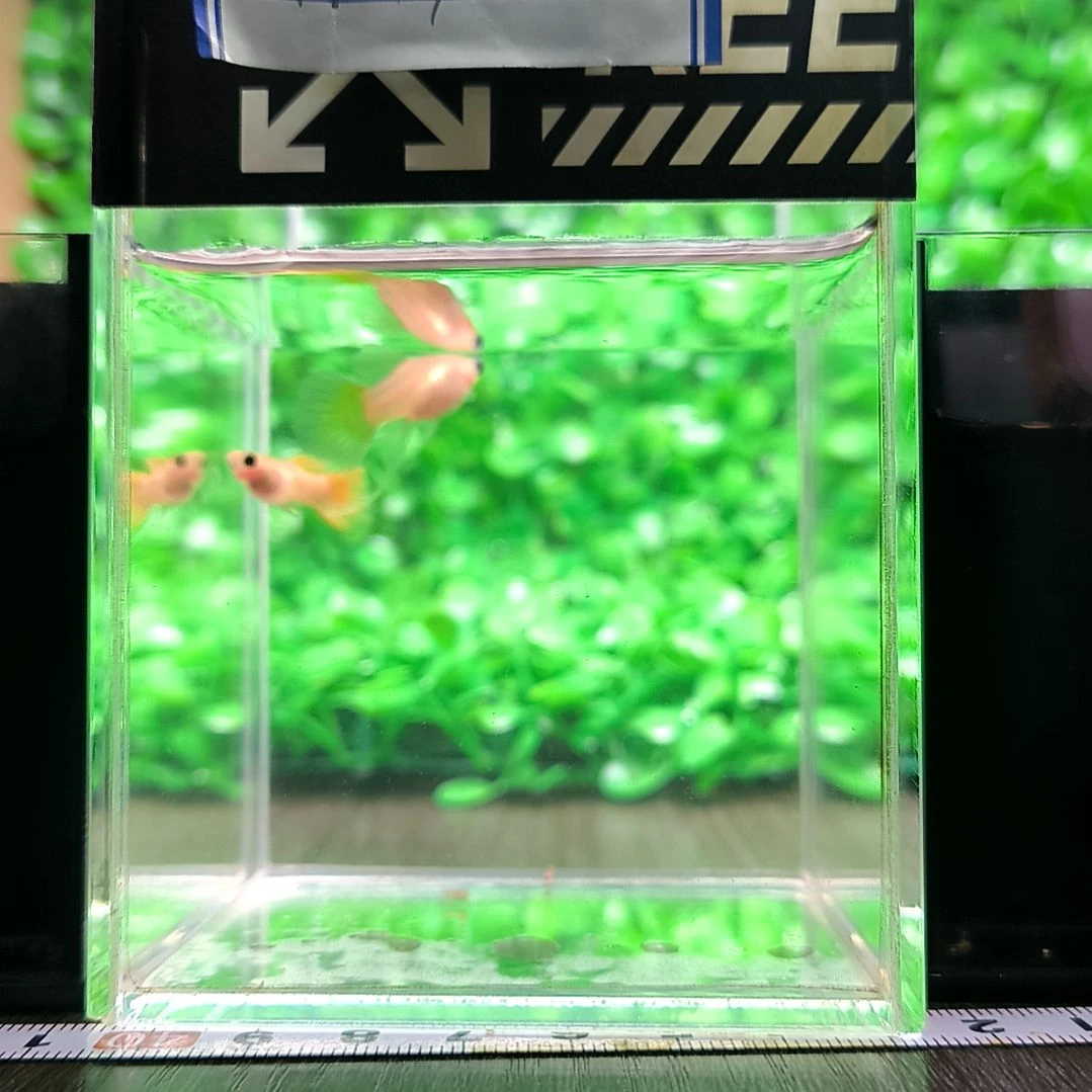 海水鱼头发精品孔雀鱼，黄金玻璃猫大森4个月带胎代孕。