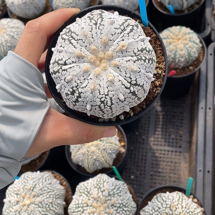 浓白兜瑕疵特价福利