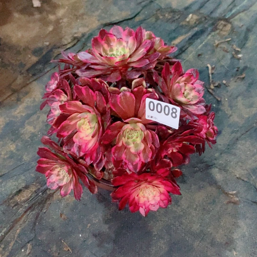 烟花0008多肉1111