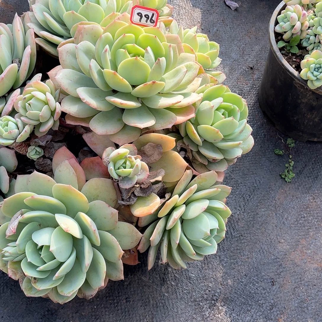 996恋曲一物一拍多肉