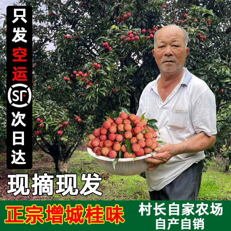 【省外专拍】广东增城桂味荔枝顺丰空运次日达3斤现摘现发新鲜老树应季水果荔枝同城送广东省
