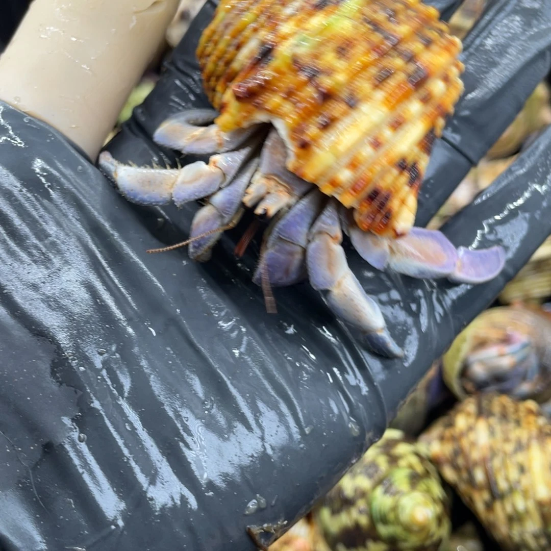 不退不换活体宠物49