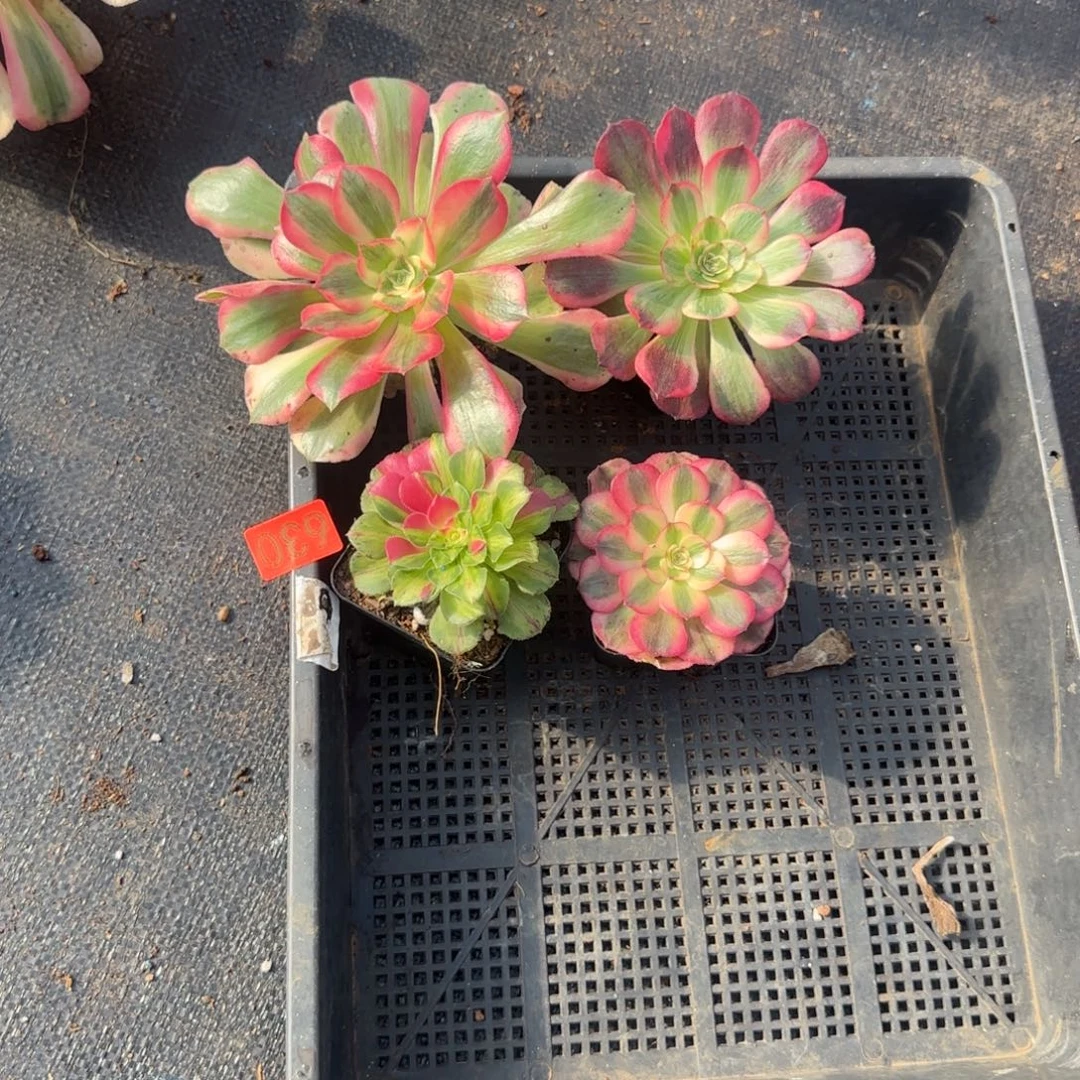 用***7630多肉法师锦111