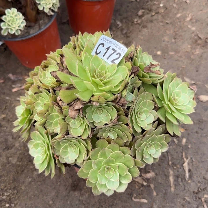 红丝绒……多肉植物的