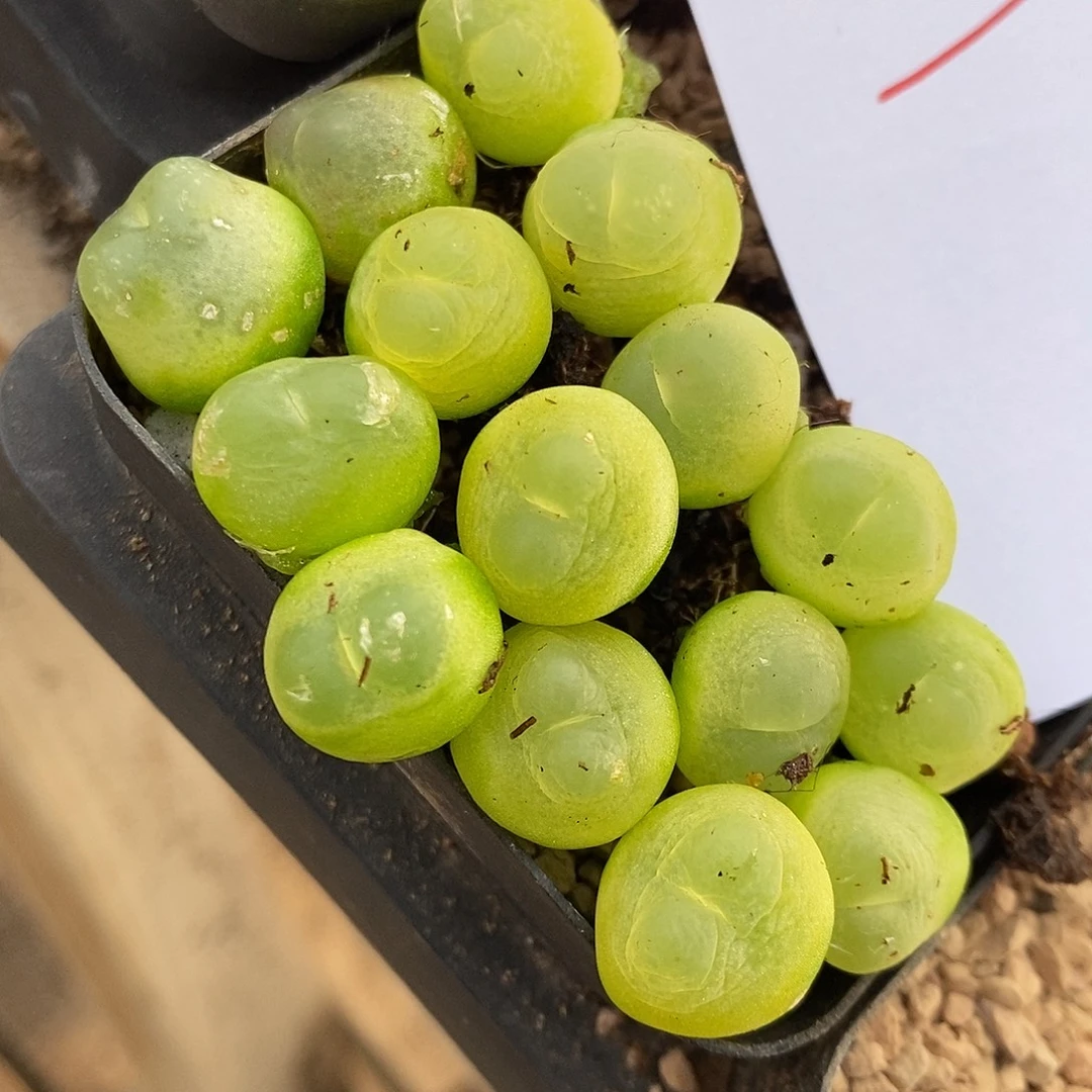 20311。  一颗紫皮拉登。   1.3