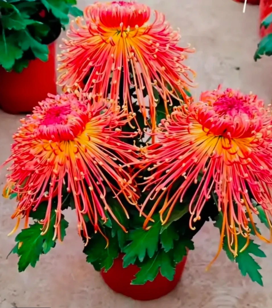 【金凤凰】对版菊花盆栽带花苞发货开花特色花卉绿植