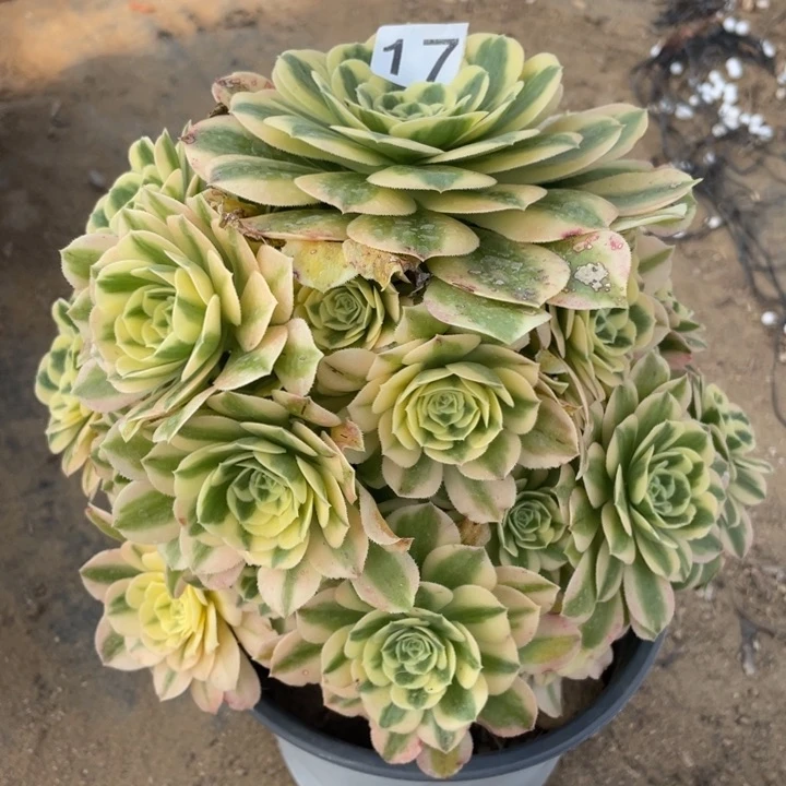 @****)17多肉植物迈巴赫