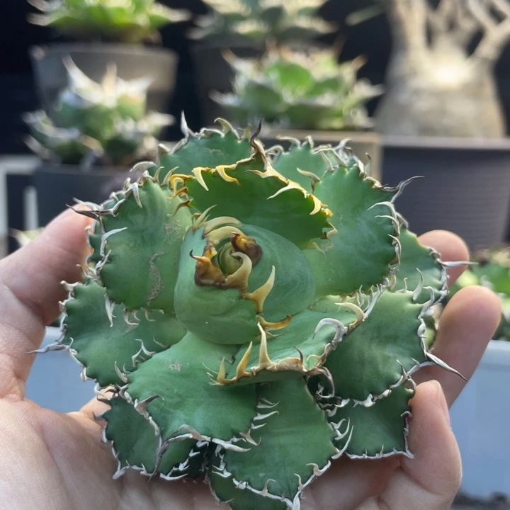 【闪购商品】蕾丝