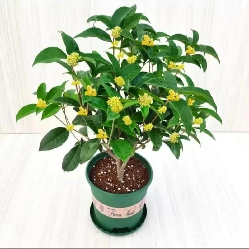 桂花树苗带花苞四季桂花盆栽地栽月月桂金桂浓香型原生庭院绿植j