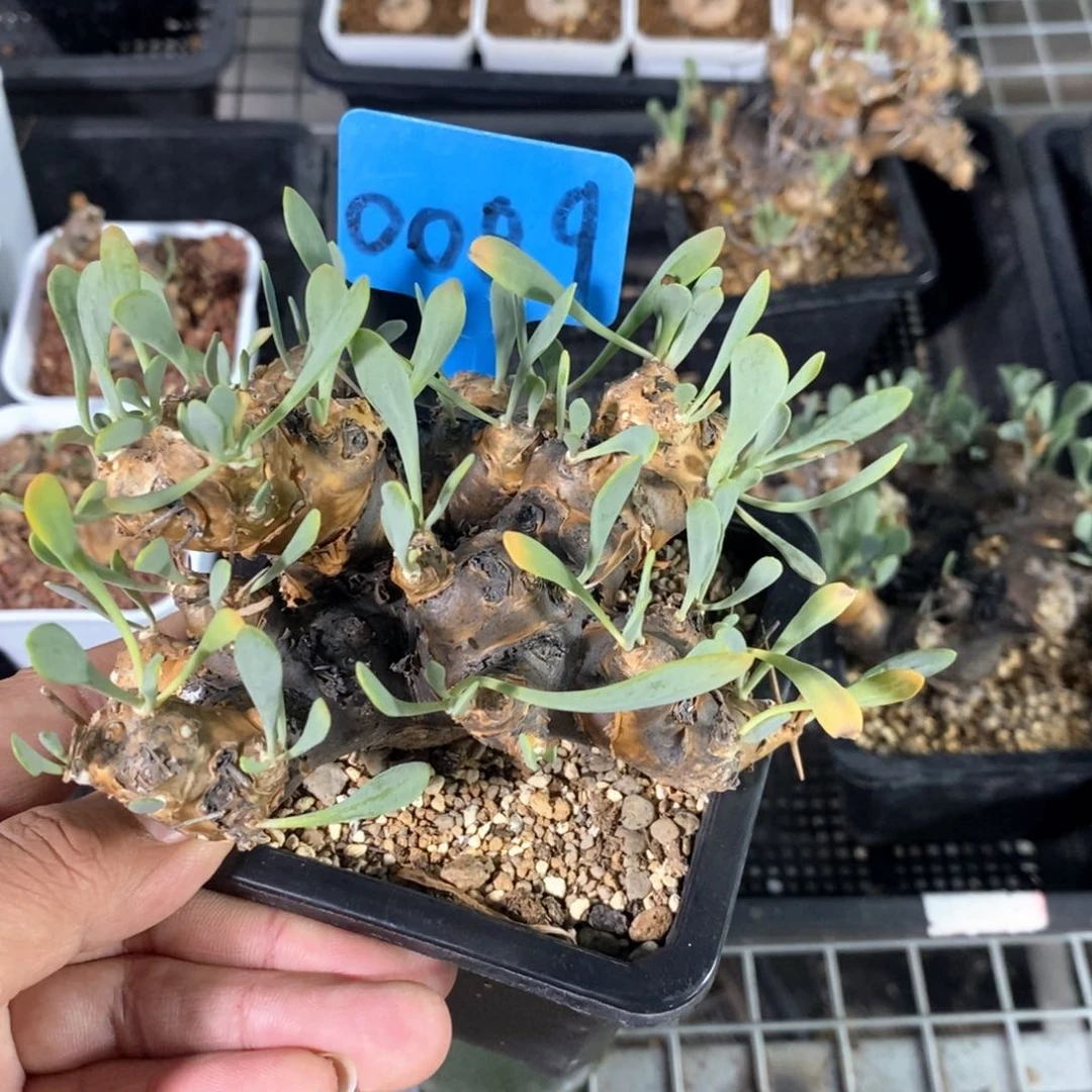 刺烛厚敦菊多肉植物