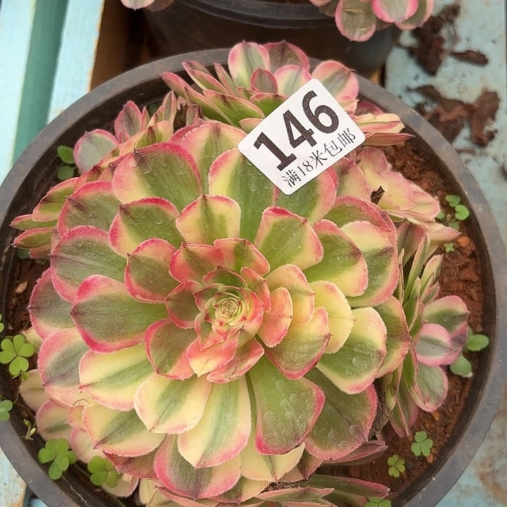 146海神掌心多肉法师锦不包侧枝断枝