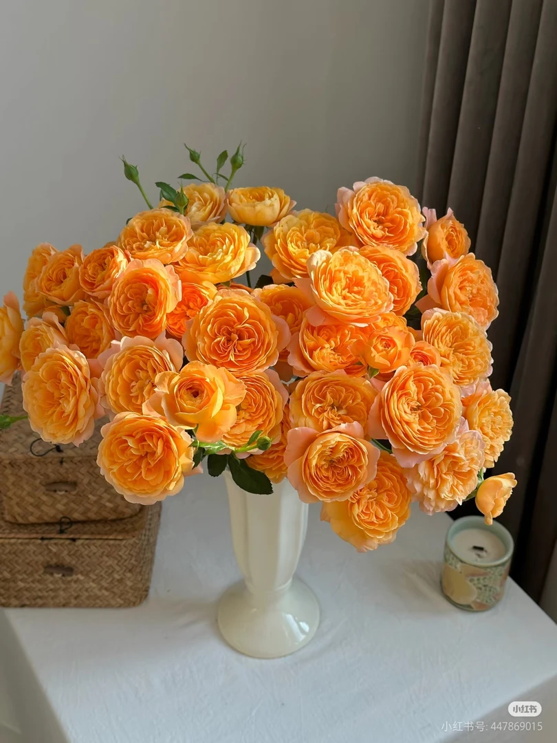 果汁阳台玫瑰10支