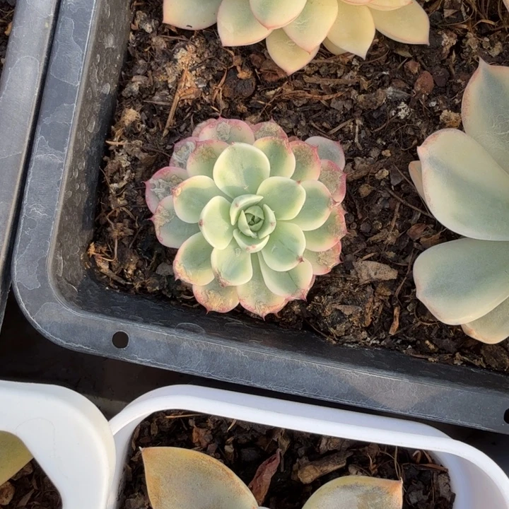 娜娜小勾锦多肉植物