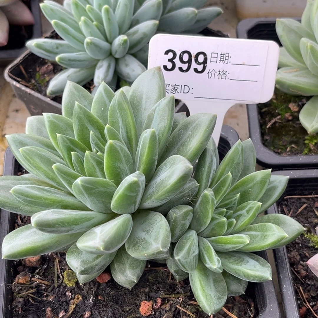 美人系多肉植物399