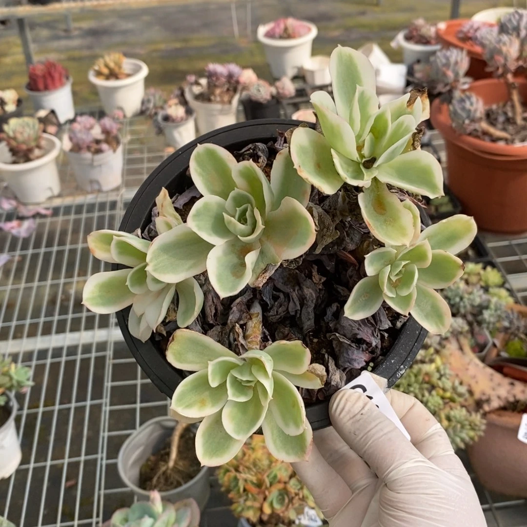 19750柠檬玫瑰锦一物一拍