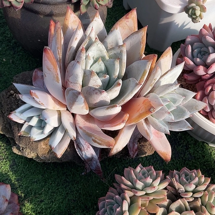 卡  不带盆土满20包邮发货