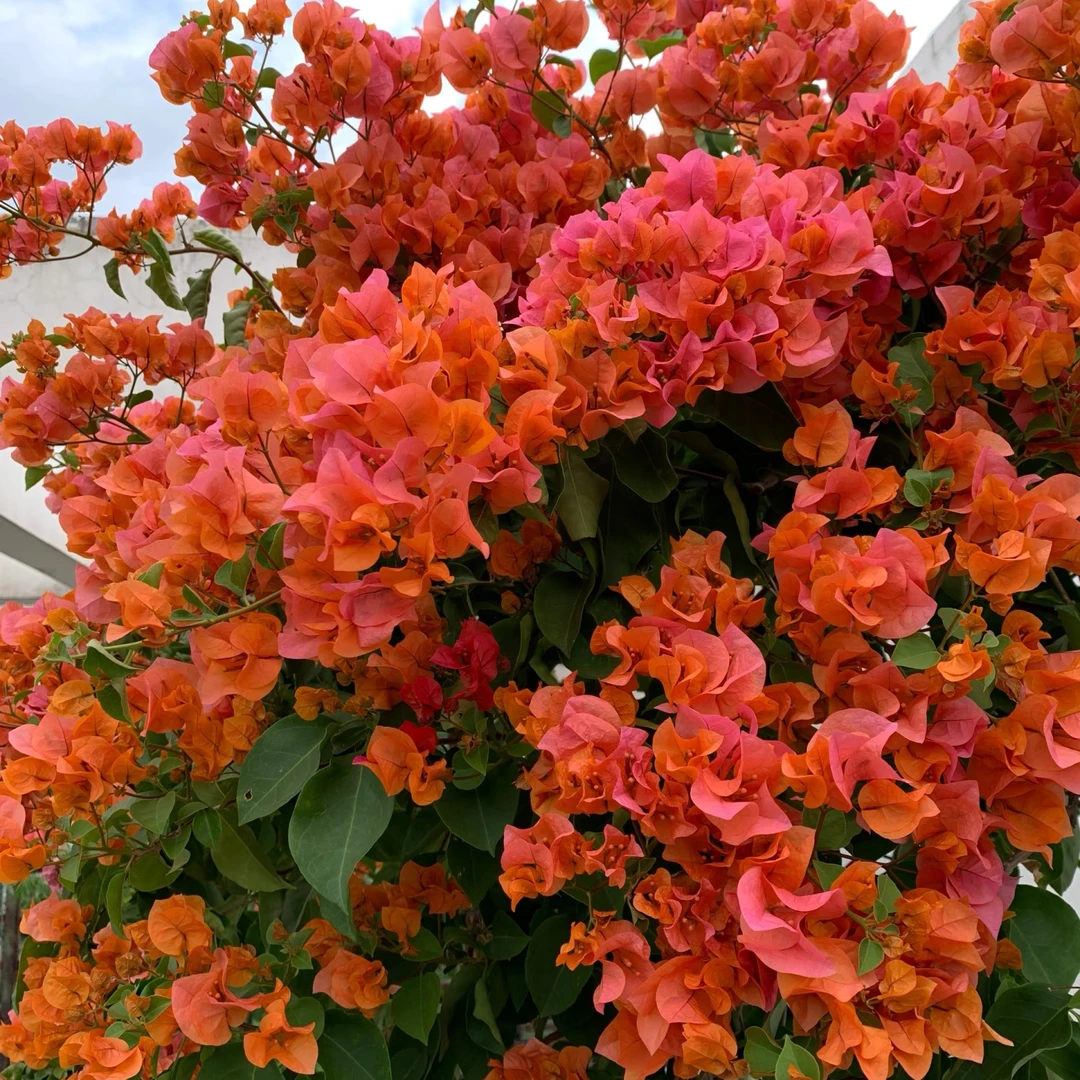 佰梅园 绿叶橙三角梅扦插袋苗