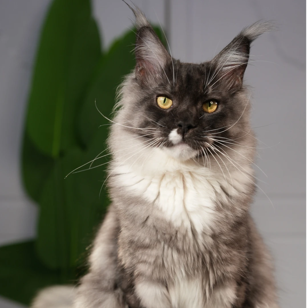 5月黑烟加白缅因猫弟弟运费