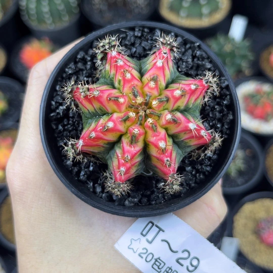 花蝴蝶侧^^^^^^^^^