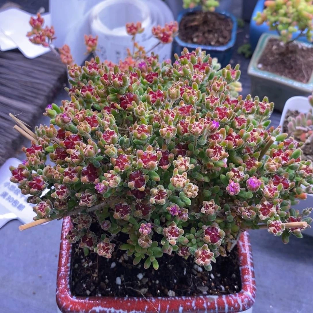 21红宝石带盆。