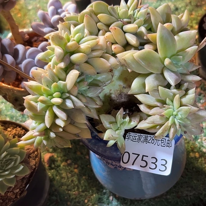 幸运的是我还没遇到过这样