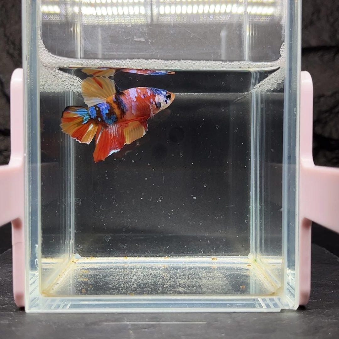 海水鱼宙斯斗鱼竞拍12-05